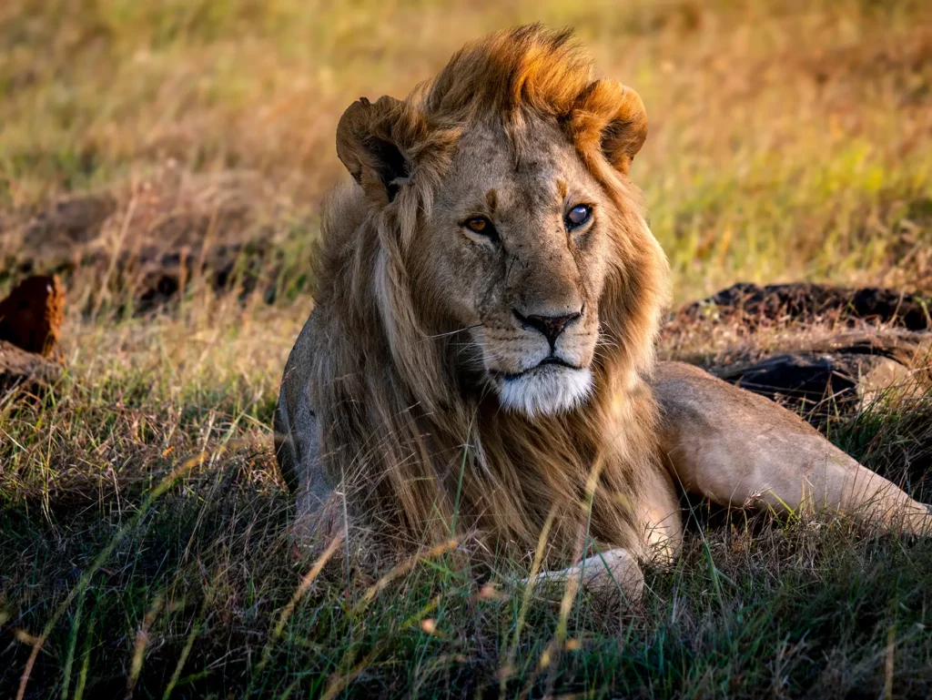 Maasai Mara